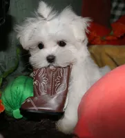 Noah, a male Maltese for sale in Billings, MO – 6 of 9