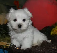 Justin, a male Maltese for sale in Billings, MO – 7 of 10