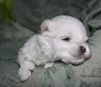 Noah, a male Maltese for sale in Billings, MO – 8 of 8