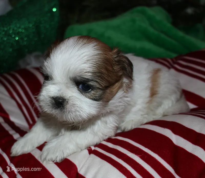 Ollie – Shih Tzu puppy for sale in Billings, MO