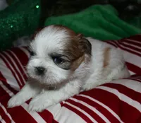 Ollie, a male Shih Tzu for sale in Billings, MO – 1 of 9