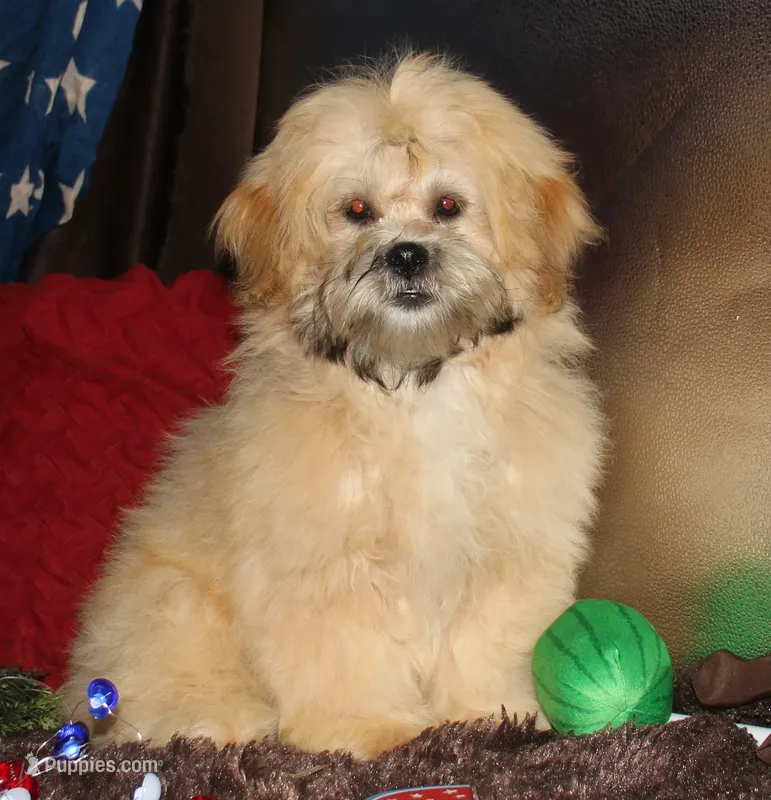 Luke – Shihpoo puppy for sale in Billings, MO