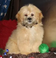 Luke, a male Shihpoo for sale in Billings, MO – 1 of 9