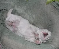 Stumpy, a male Maltese for sale in Billings, MO – 6 of 10