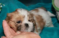 MoJo, a male Shih Tzu for sale in Billings, MO – 7 of 9