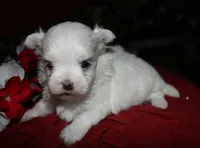 Casper , a male Maltese for sale in Billings, MO – 5 of 10