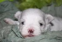 Bruiser, a male Maltese for sale in Billings, MO – 7 of 9