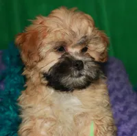 Luke, a male Shihpoo for sale in Billings, MO – 7 of 9