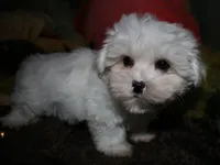Blaze, a male Maltese for sale in Billings, MO – 6 of 9