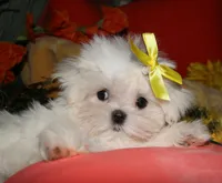 Myrtle, a female Maltese for sale in Billings, MO – 4 of 9