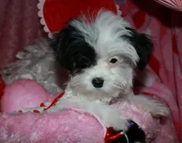 processed/1e84a876-3a1a-450a-a575-aca3db9d362a/listing/c730ccbd-4a4d-49ba-9ddd-e440e3e48543/d8dcf45e-18b4-4389-88c8-e8a1df46588b