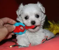 Mable, a male Maltese for sale in Billings, MO – 2 of 9