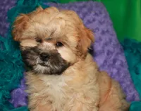Luke, a male Shihpoo for sale in Billings, MO – 6 of 9