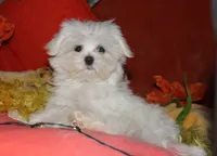 Conrad, a male Maltese for sale in Billings, MO – 4 of 9