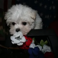 Noah, a male Maltese for sale in Billings, MO – 5 of 9