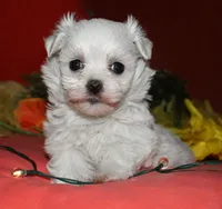 Casper , a male Maltese for sale in Billings, MO – 9 of 9
