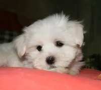 Cole, a male Maltese for sale in Billings, MO – 7 of 9