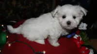 Chester, a male Maltese for sale in Billings, MO – 7 of 9