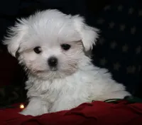 Myrtle, a female Maltese for sale in Billings, MO – 3 of 8