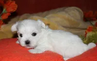 Justin, a male Maltese for sale in Billings, MO – 6 of 8