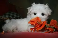 Destiney, a female Maltese for sale in Billings, MO – 8 of 10