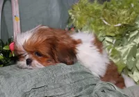Jolene, a female Shih Tzu for sale in Billings, MO – 7 of 8