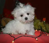 Mable, a male Maltese for sale in Billings, MO – 8 of 9