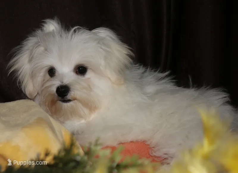Bruiser – Maltese puppy for sale in Billings, MO