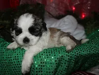 Charlie, a male Shih Tzu for sale in Billings, MO – 7 of 9