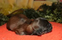 Shaggy, a male Shih Tzu for sale in Billings, MO – 7 of 9