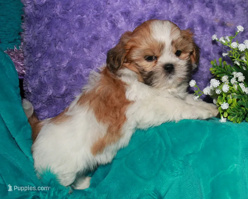 MoJo – Shih Tzu puppy for sale in Billings, MO