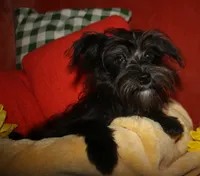 Frank, a male Morkie for sale in Billings, MO – 4 of 10