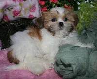 MoJo, a male Shih Tzu for sale in Billings, MO – 4 of 9