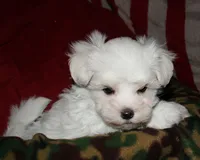 Fred, a male Maltese for sale in Billings, MO – 5 of 10