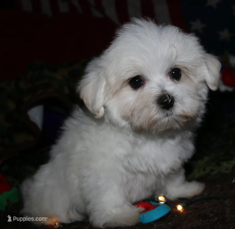 Stumpy – Maltese puppy for sale in Billings, MO