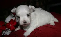 Casper , a male Maltese for sale in Billings, MO – 9 of 10