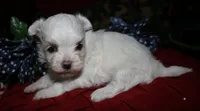 Mable, a male Maltese for sale in Billings, MO – 5 of 8