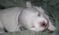 Stumpy, a male Maltese for sale in Billings, MO – 10 of 10
