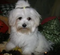Fred, a male Maltese for sale in Billings, MO – 2 of 8
