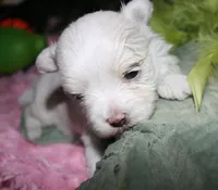 Chester, a male Maltese for sale in Billings, MO – 4 of 8
