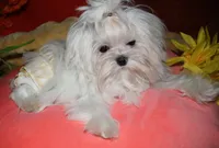 Maci, a female Maltese for sale in Billings, MO – 6 of 8