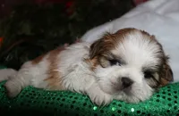 Ollie, a male Shih Tzu for sale in Billings, MO – 6 of 9