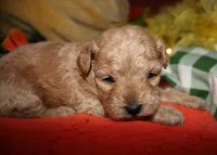 Goldie, a female Maltipoo for sale in Billings, MO – 6 of 10