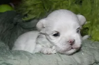 Dakota, a male Maltese for sale in Billings, MO – 3 of 7