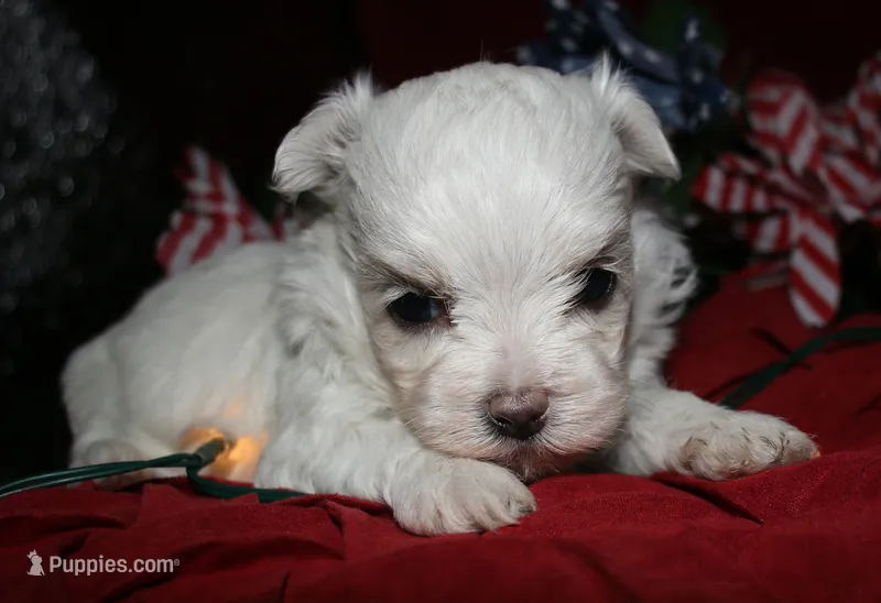 Mable – Maltese puppy for sale in Billings, MO