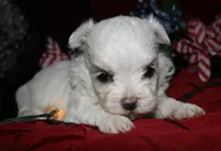 Mable, a male Maltese for sale in Billings, MO – 1 of 8