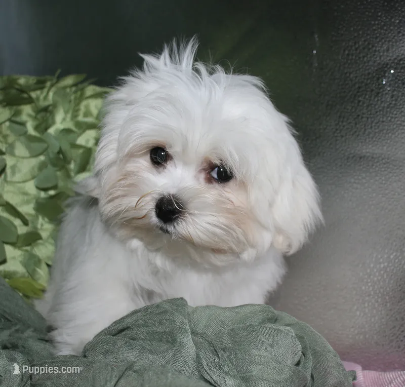 Archie – Maltese puppy for sale in Billings, MO