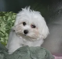 Archie, a male Maltese for sale in Billings, MO – 1 of 9