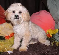 Luke, a male Shihpoo for sale in Billings, MO – 9 of 10