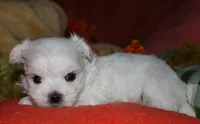 Justin, a male Maltese for sale in Billings, MO – 5 of 8